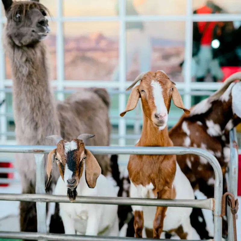 Tanger Outlets Christmas Event